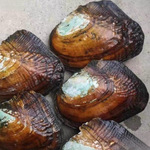 珍珠蚌自己开蚌取珍珠淡水活蚌壳河蚌多珠单珠鲜活真空打批发