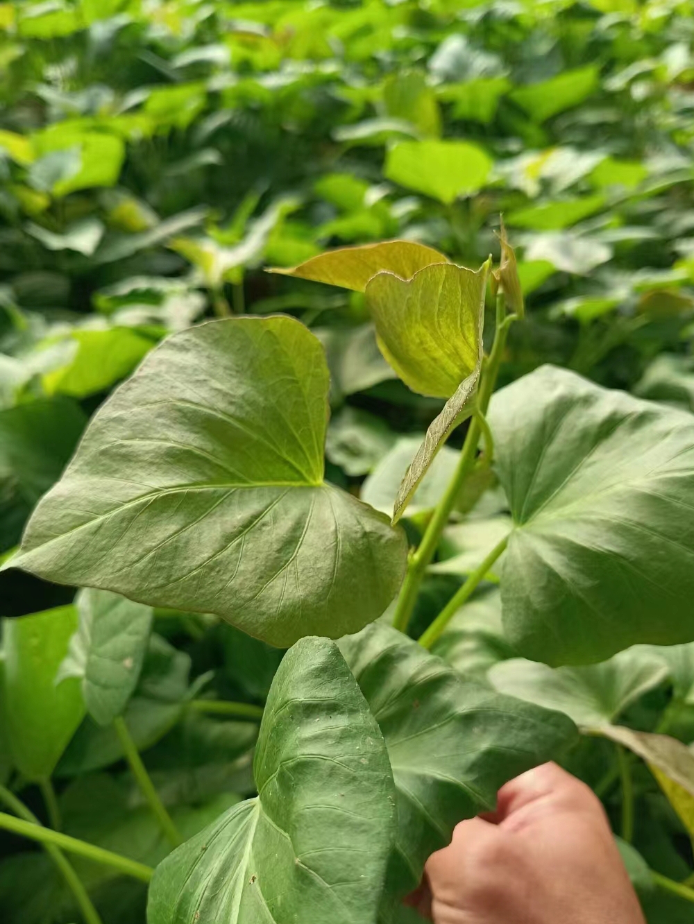 烟薯25号蜜薯苗农科院25号苗脱毒西瓜红红薯苗山芋秧地瓜秧番薯苗