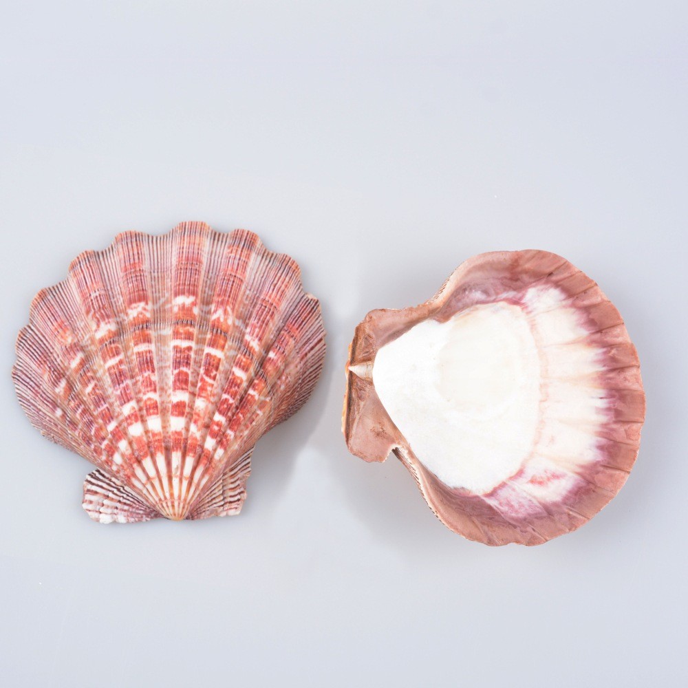 狮爪贝天然海螺贝壳 彩色大扇贝居家装饰品摆件手工贝壳雕刻材料