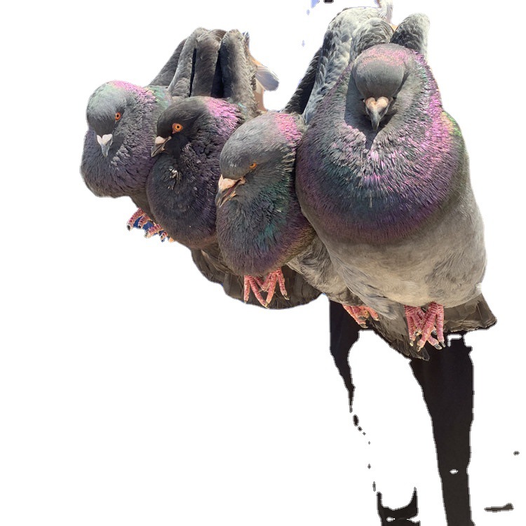 两头乌鸽市场价格 短嘴两头乌鸽 观赏鸽批发两头红鸽子价格