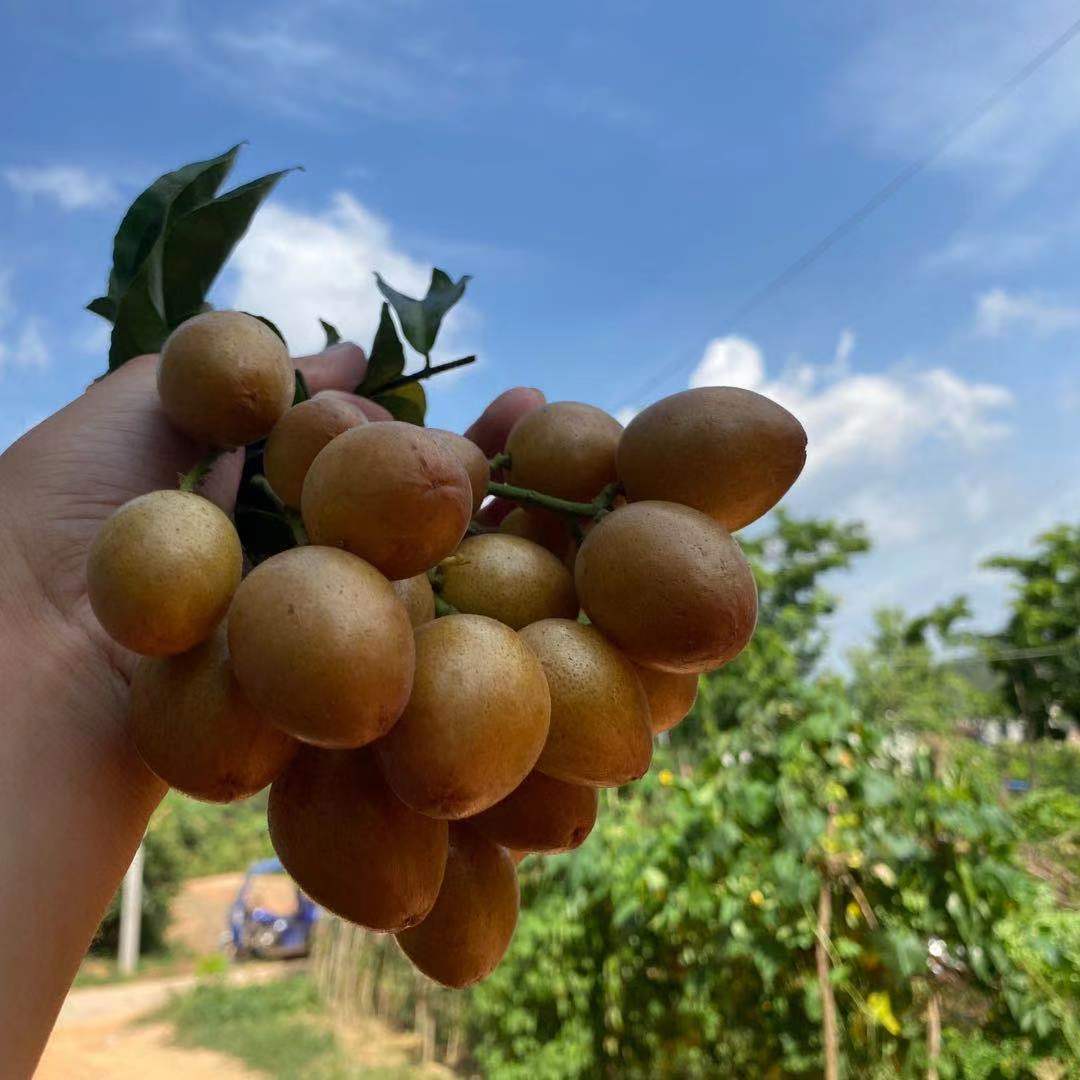 特卖广东新鲜黄皮孕妇水果酸甜鸡心黄皮果应季白沙泡酒果