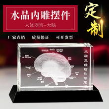 3D水晶内雕医疗 人体器官英文大脑模型 工艺品摆件解剖结构示意图