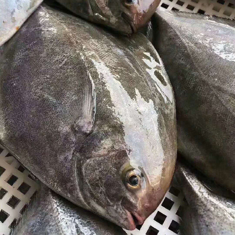 2斤包邮黑鲳鱼乌鲳鱼灰鲳海鲜大鲳鱼新鲜海捕海鱼海鲜水产