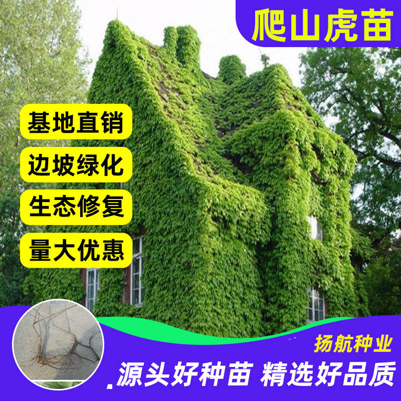 爬山虎苗 爬墙 五叶地锦苗 三叶爬山虎 大苗红叶攀援爬藤植物种子