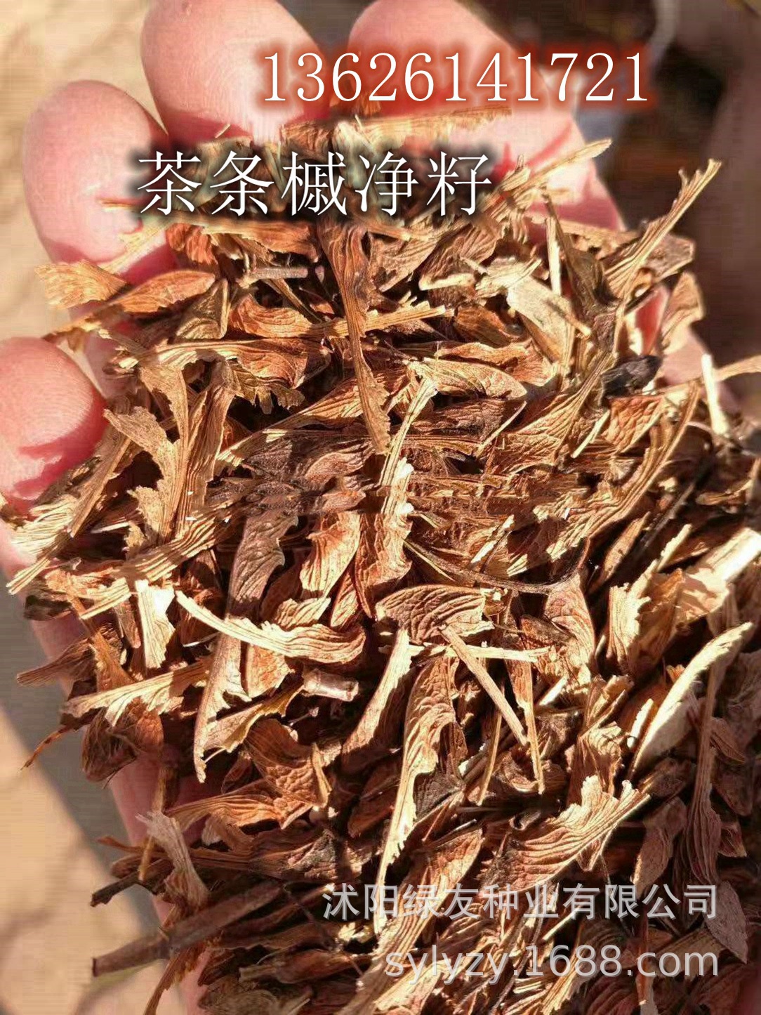 批发观赏落叶灌木或小乔木树子 茶条槭种子 茶条槭树干直 耐寒