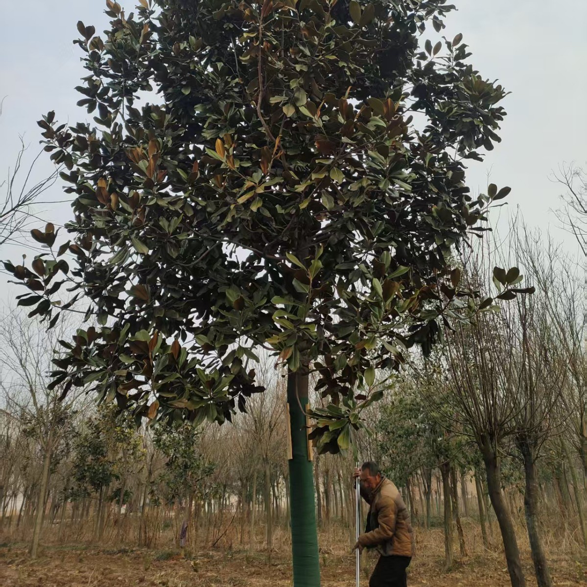 西安苗木厂家供应广玉兰 周至本地广玉兰易成活