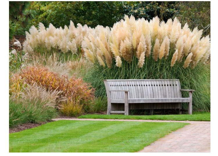 矮蒲苇 【白色彭巴斯】种子 多年生耐热耐旱耐涝庭院观赏