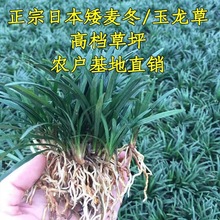 厂家批发矮麦冬苗 矮化麦冬草 矮脚麦冬草玉龙草四季常青庭院别墅