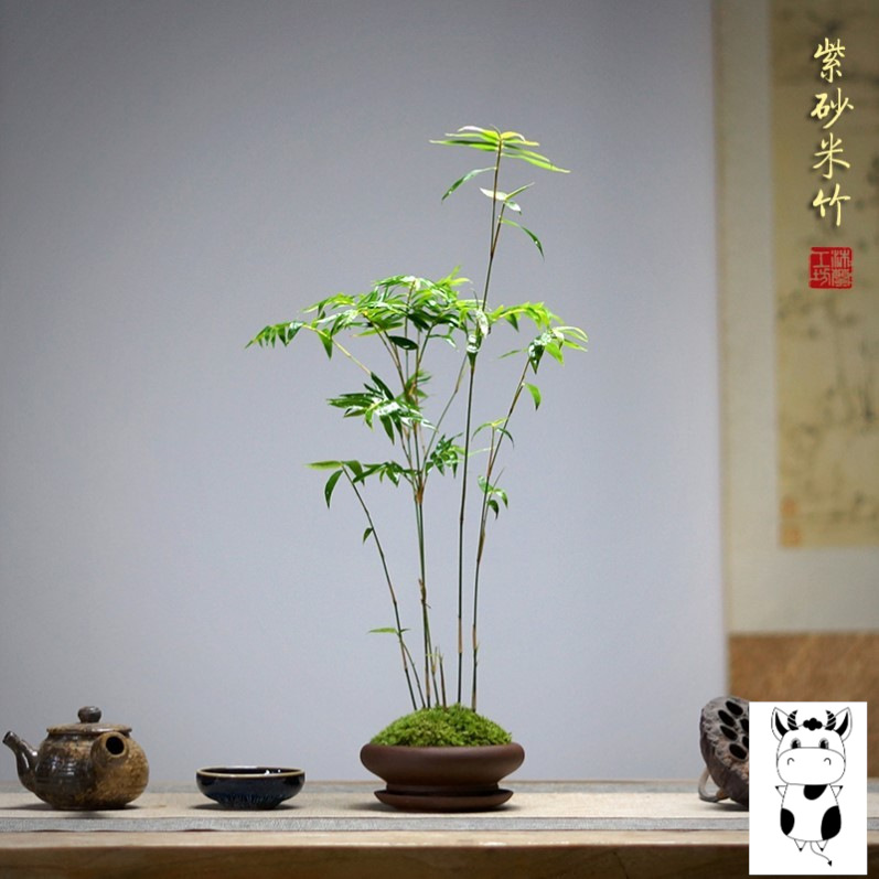 米竹室内盆栽小型凤尾竹盆景庭院室内桌面绿植微盆景竹子苗观赏竹