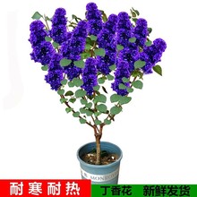 丁香花树苗浓香花苗花卉植物耐寒庭院绿化四季室外别墅紫丁香盆栽