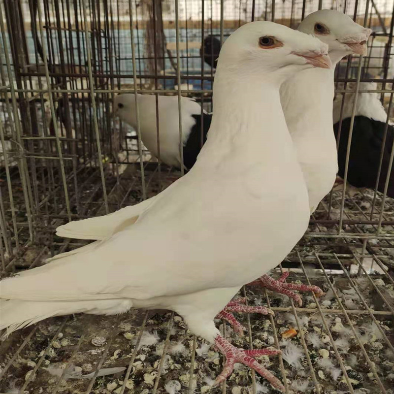 黄马头鸽 黑马头鸽 白马头鸽图片观赏鸽批发可爱鸽子动物头套面具化妆