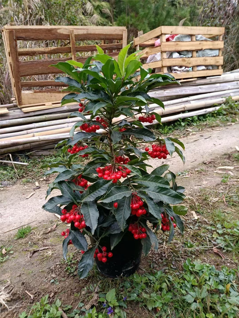 观叶又观果植物富贵籽细柄罗伞四五十公分高苹果籽