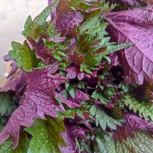 广西农村野生紫苏叶 紫苏 苏叶泡茶 烧鱼虾蟹食用中药材500克包邮