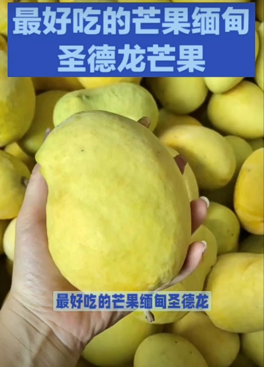 缅甸产圣德龙芒果口味香甜绝佳营养丰富全场包邮-阿里巴巴