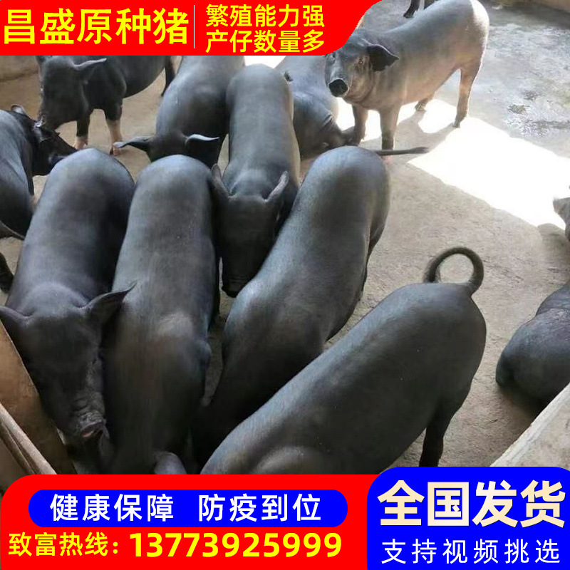 养殖场供应太湖母猪猪苗 苏太母猪二元母猪猪仔猪苗 苏太种母猪