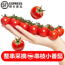 串收小番茄 新鲜时令孕妇水果 生吃小西红柿整箱批发8斤一件代发