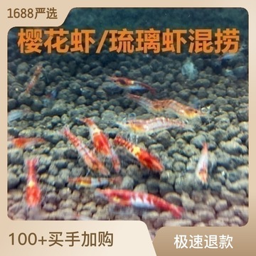 樱花虾琉璃虾混捞 红琉璃虾红樱花虾观赏虾宠物虾淡水小米虾批发