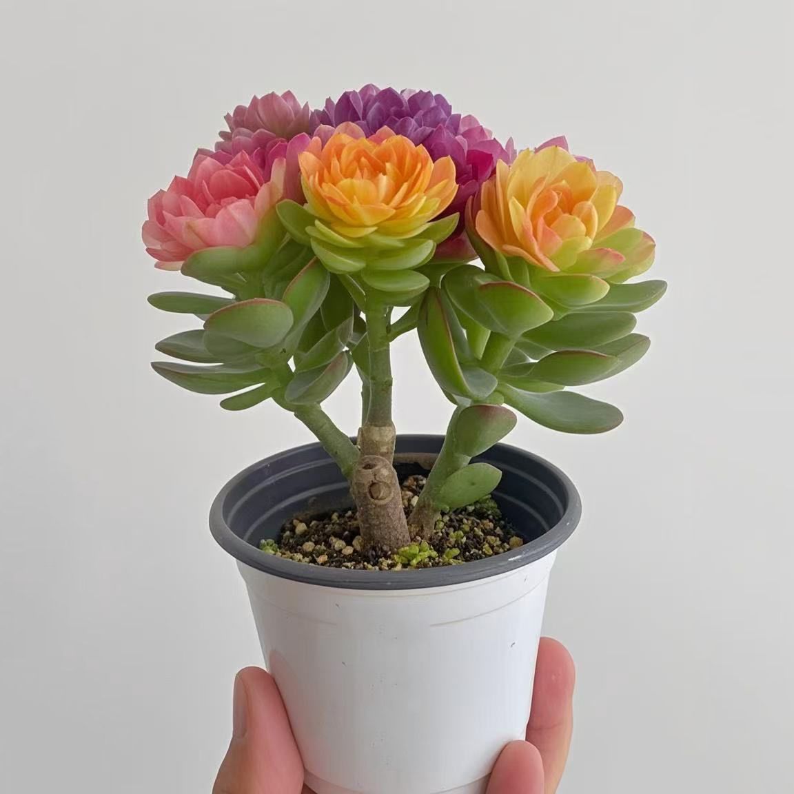 重瓣大花姬月玫瑰多肉植物玉树盆栽姬红花月绿植阳台办公桌四季青