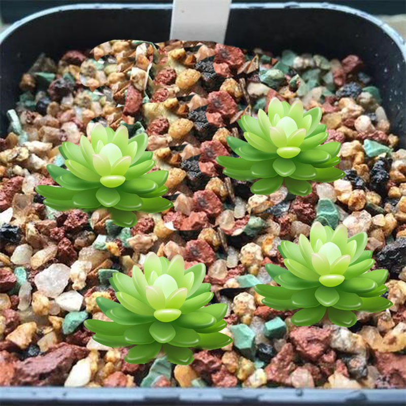 虹彩石营养土 多肉铺面保湿透气虹彩石颗粒 植物拌土彩虹石九合一