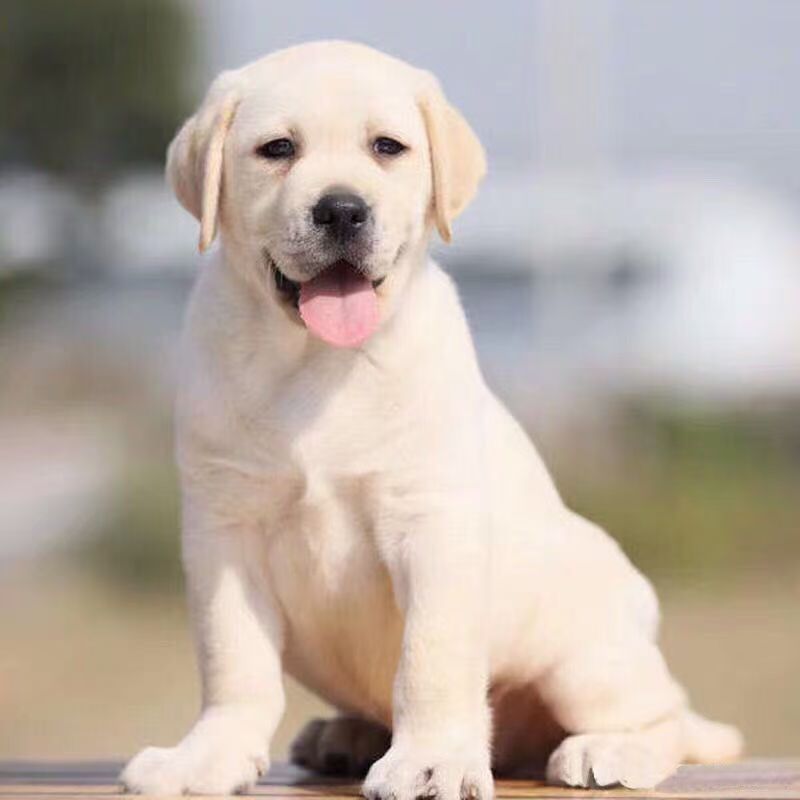 纯种拉布拉多幼犬奶白色黑色拉布拉多导盲犬神犬小七活体宠物狗狗