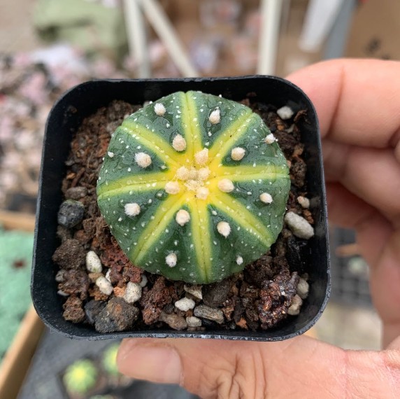 星兜 星球锦西瓜星兜多肉植物实生仙人球药锦 实拍3-4cm球茎