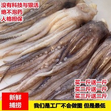 鱿鱼须新鲜现切八爪鱼商用烧烤专用二本足小号鱿鱼头冷冻鱿鱼爪