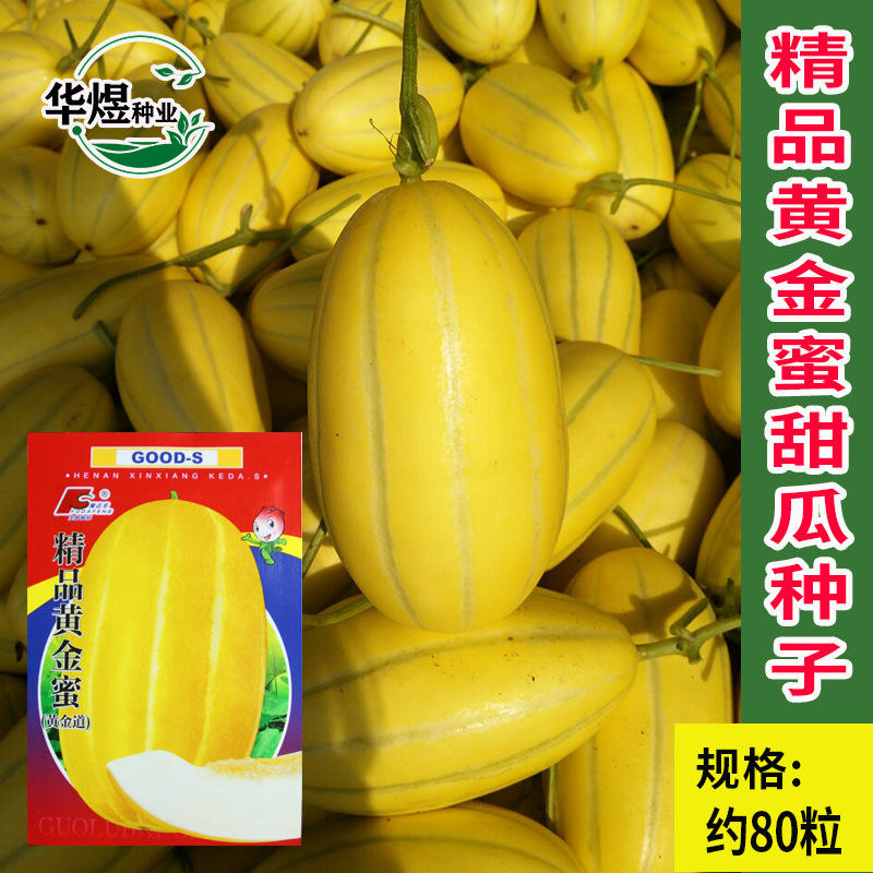 豫达丰黄金蜜甜瓜种子 批发丰产甜瓜香瓜种籽菜园阳台盆栽水果孑