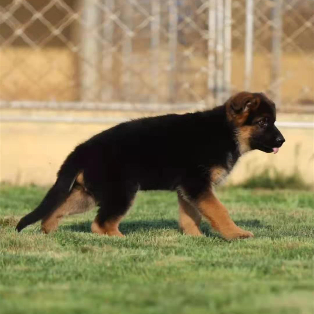 出售德国牧羊犬幼犬活体弓背平背狼狗军犬警犬德牧狗中型犬护卫犬