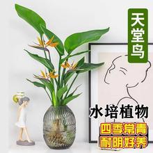 天堂鸟水培植物客厅好养绿植鹤望兰盆栽办公室富贵竹无土水养花卉