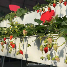 厂家直供无土栽培基质槽 农业种植蔬菜草莓温室大棚 立体无土栽培