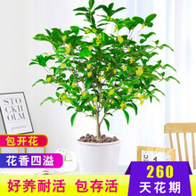 桂花树苗盆栽庭院室内植物金丹桂浓香型花卉四季开花好养易活盆景