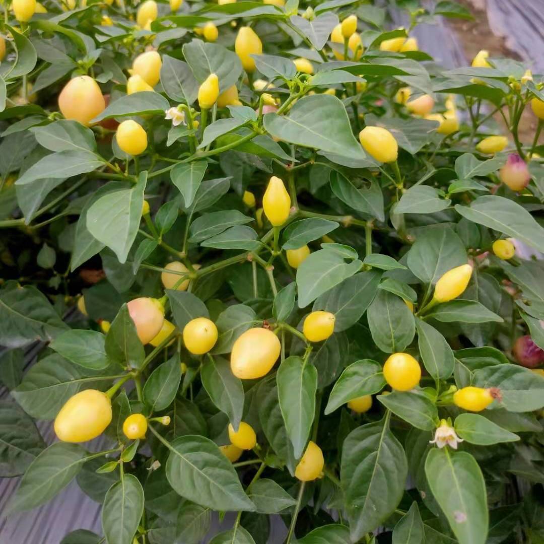 广西特产新鲜七彩椒泡椒五彩椒小灯笼椒色椒小米生辣椒./斤