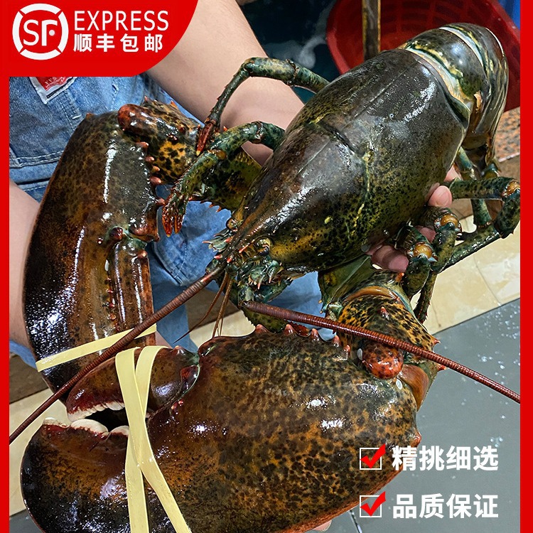 波士顿龙虾特级大号10斤波龙鲜活澳洲澳龙冷冰冻波斯奥龙十斤鳌虾