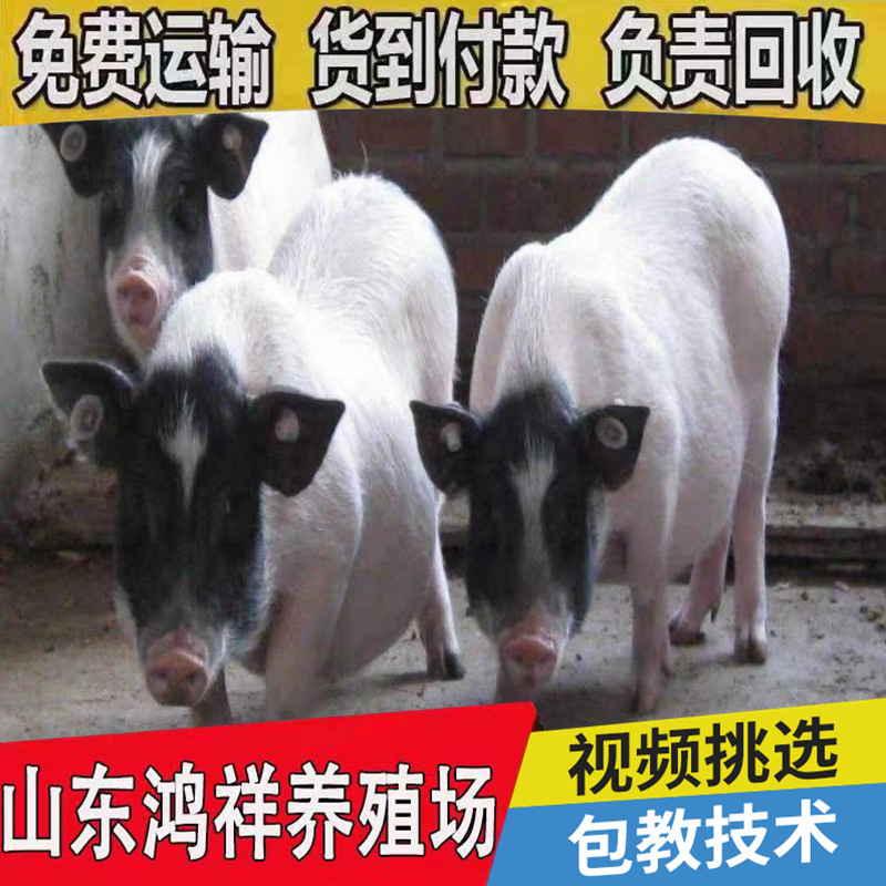 山东大量供应商品巴马香猪 货到付款 巴马香猪商品猪市场价格