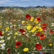 多年生野花组合种子波斯菊百日草花种籽太阳花金鸡菊四季花种子