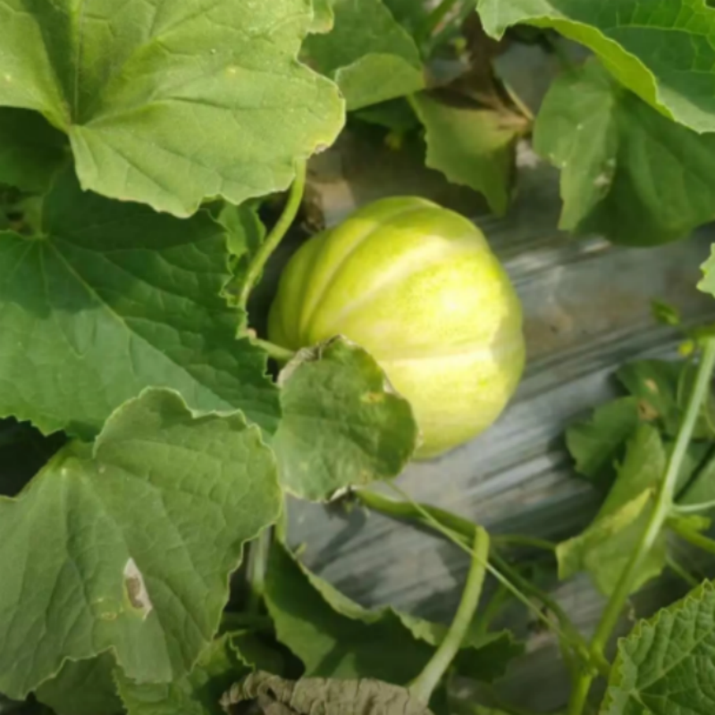 ll巴盟香瓜10斤内蒙白莲脆甜瓜蜜瓜当季新鲜时令水果整箱现发