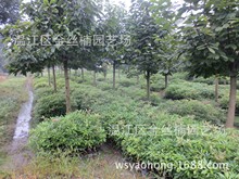 小叶桢楠树苗批发 成都桢楠供应 金丝楠小苗 小叶金边