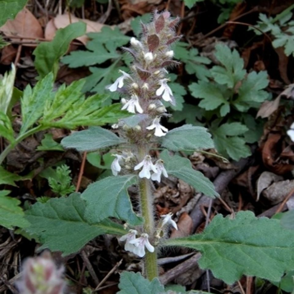 新鲜白毛夏枯草散血草丹青鱼胆草 苦草 苦地胆透骨草500g
