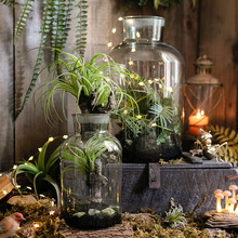 透明玻璃多肉植物组合微景观生态瓶绿植创意礼物装饰品摆件
