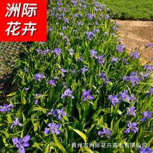 鸢尾花苗 庭院别墅花园植物盆栽蝴蝶花 公园河道绿化黄花鸢尾