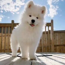 出售纯种大白熊犬活体,巨型全白微笑天使温剩宠物狗狗训练_阿里巴巴找