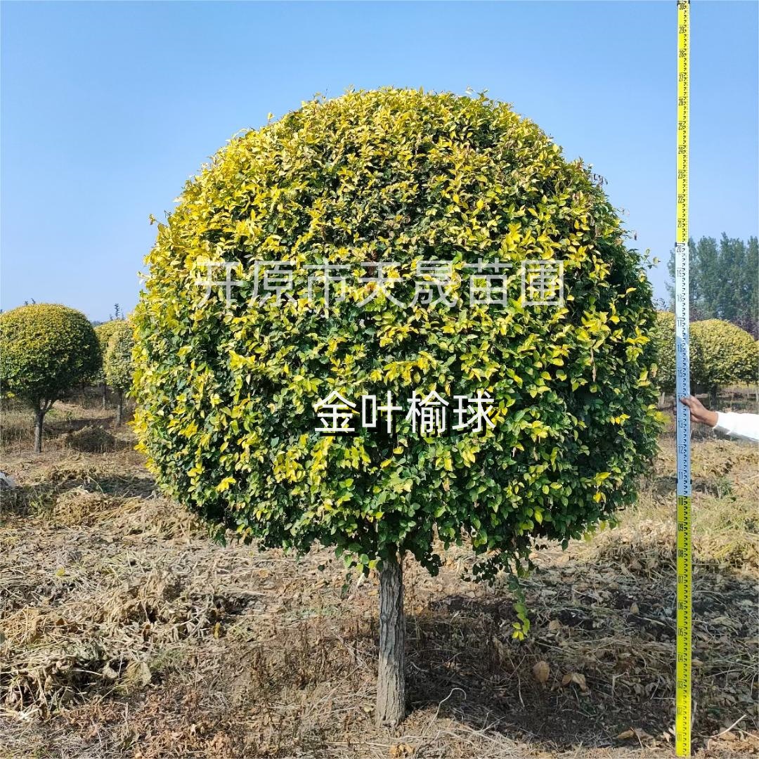 五角枫 丛生五角枫 异形五角枫 五角枫球 东北耐寒 彩叶绿化树