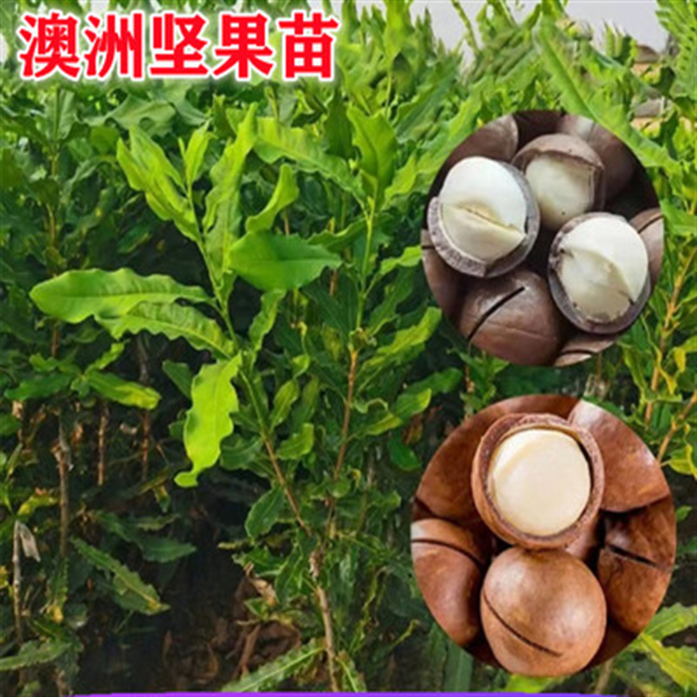 奶油味夏威夷果薄皮大果坚果零食炒货夏果胡桃果夏威夷果苗