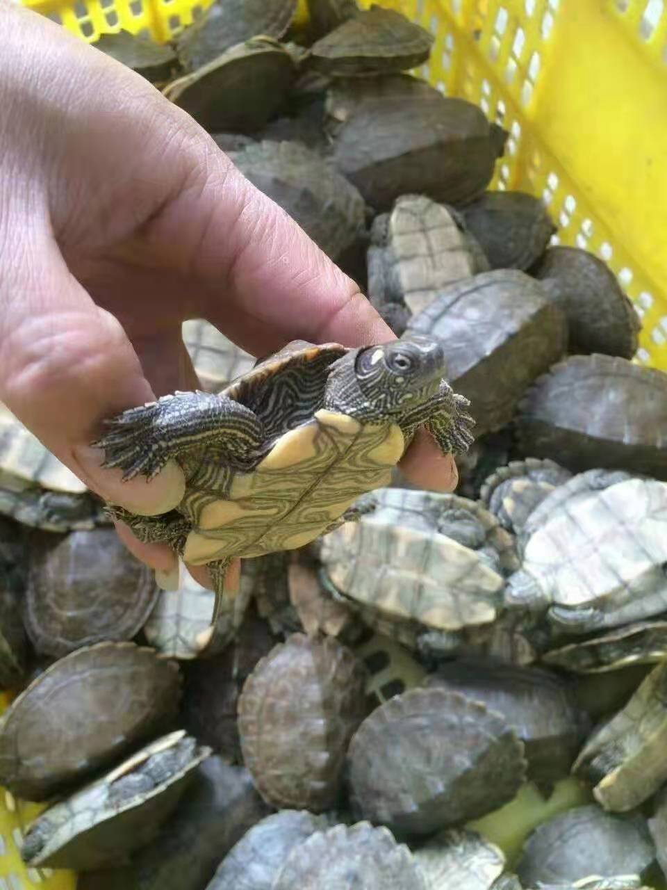 黑瘤地图活体公母繁殖组乌龟活物深水龟观赏龟网红宠物龟密西西比