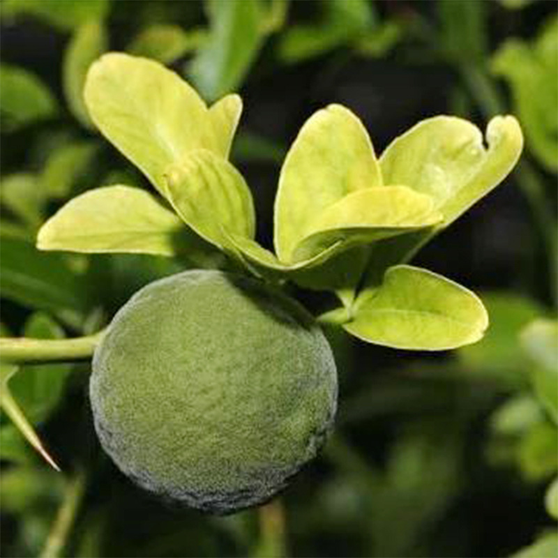 苦橙叶精油植物按摩单方精油植物香料护肤原料油厂家一件起批