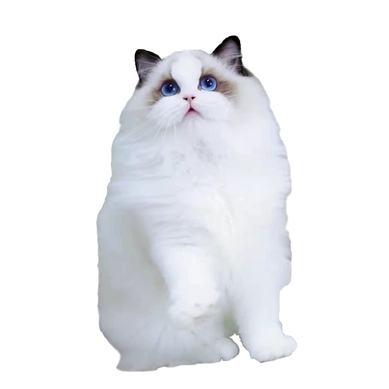 纯种布偶猫幼猫长毛仙女蓝双海双蓝眼睛布偶活体宠物猫咪暹罗