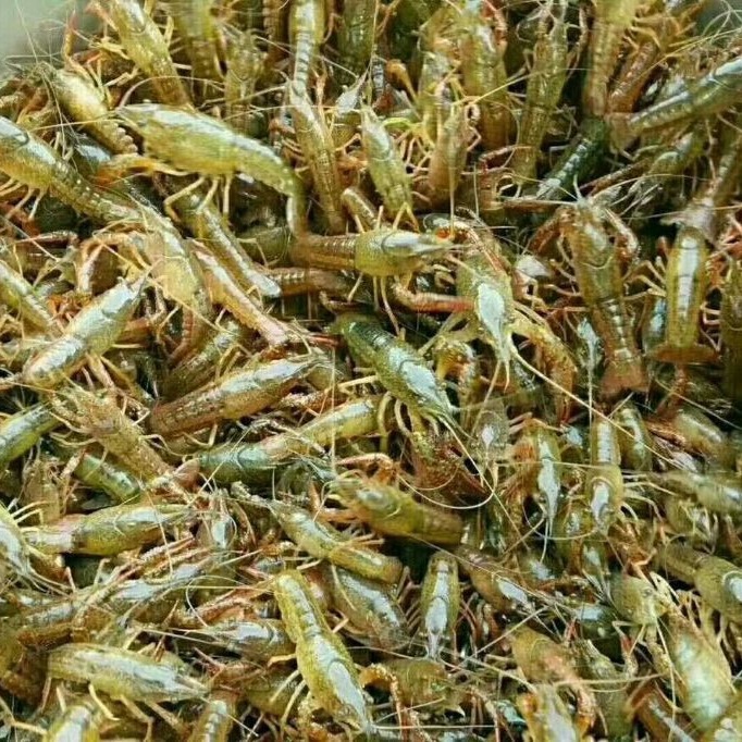 批发优质青壳龙虾虾苗青壳小龙虾包活运势到家-阿里巴巴