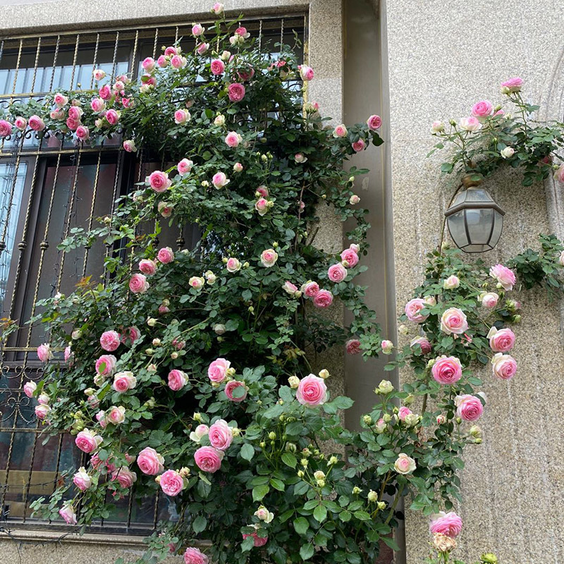 1.3米爬藤月季花浓香型爬藤花卉月季盆栽阳台爬墙植物四季开花