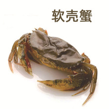 寿司中餐料理食材冷冻软壳蟹螃蟹带壳食用10-12只/盒