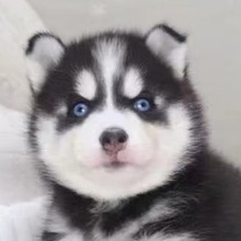 [河南直达]纯种哈士奇幼犬三把火蓝眼小中型二哈犬宠物狗活体